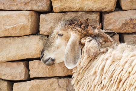 羊靠在墙上