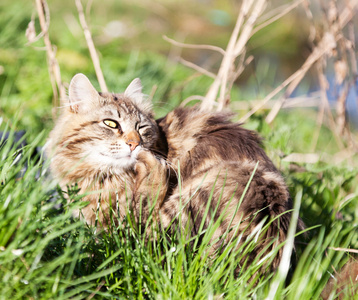 在树林里只漂亮的棕色猫