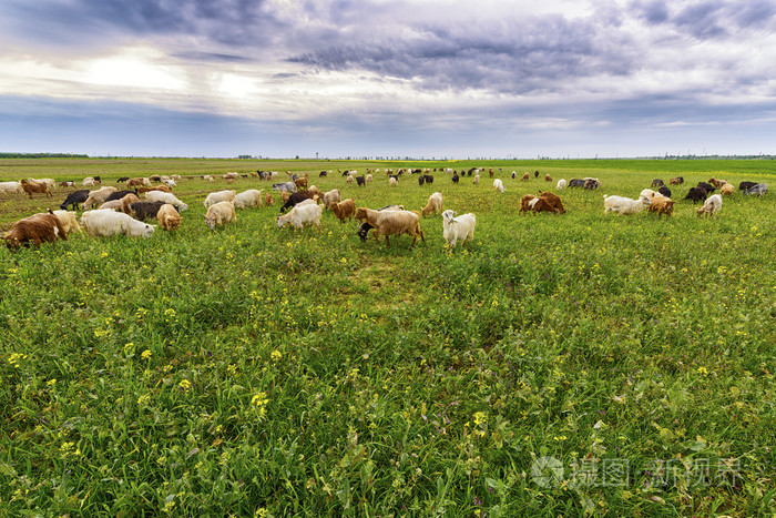 在春天的草地上放牧绵羊和山羊