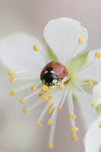 春花与瓢虫