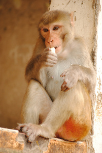 近斋浦尔，拉贾斯坦邦，印度的猴子
