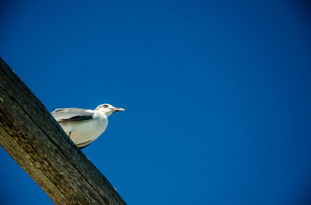 树枝上的海鸥