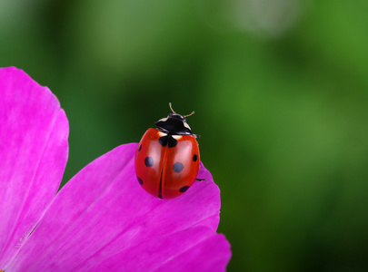 瓢虫和花