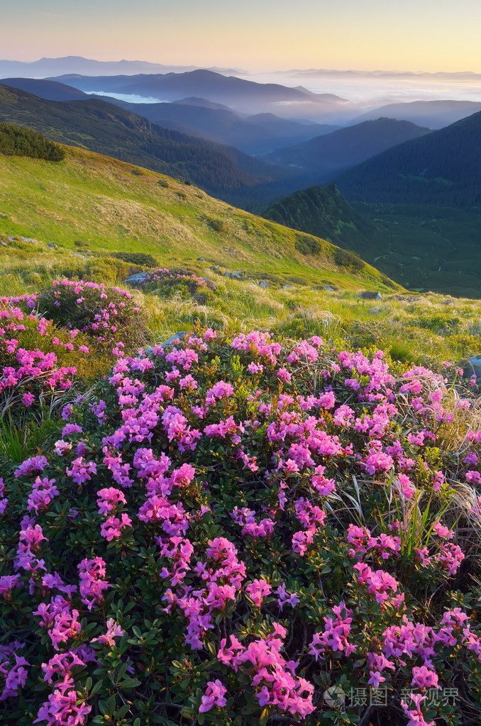 草地在山上的野花