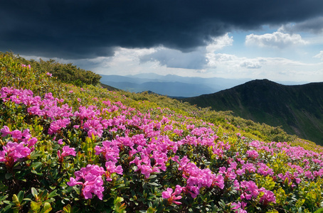 林间空地盛开杜鹃山