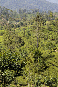 在斯里兰卡的茶叶种植园