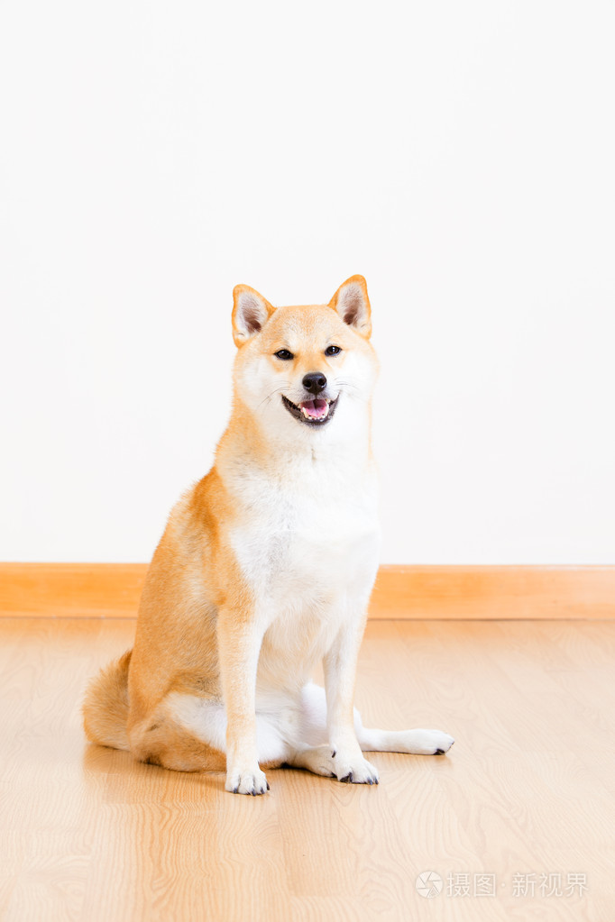 日本shiba inu 狗