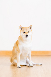 shiba inu 狗坐在地板上