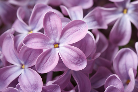 紫色的丁香宏的美丽花卉背景