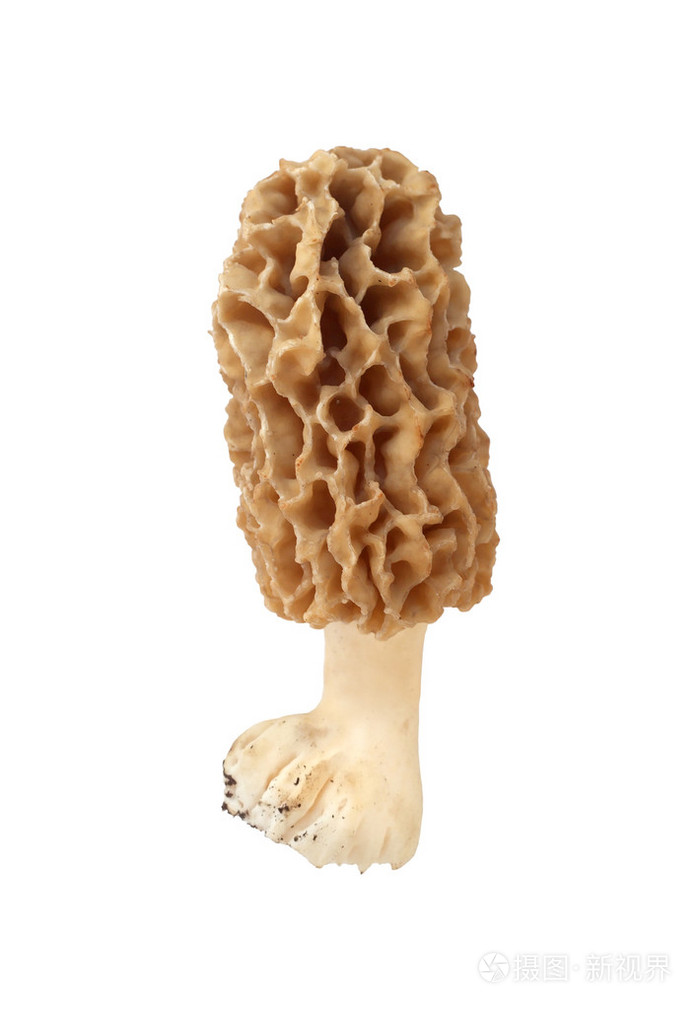 孤立的白色背景上的羊肚菌蘑菇