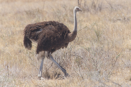 雌鸵鸟在纳米比亚埃托沙野生动物园