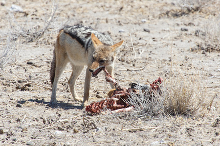 豺狗吃羚羊在纳米比亚埃托沙野生动物园