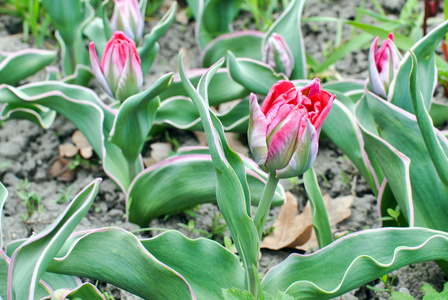 红色郁金香花蕾