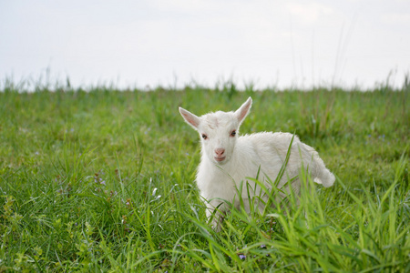 一个人像羊吃草图片