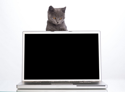一只小猫，一台笔记本电脑