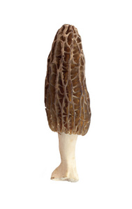 孤立的白色背景上的羊肚菌蘑菇照片