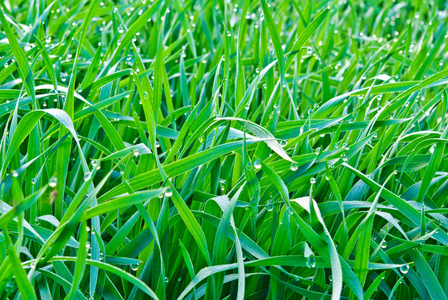 清晨露珠绿色的草地上