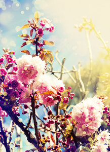 美丽的樱桃树的花朵