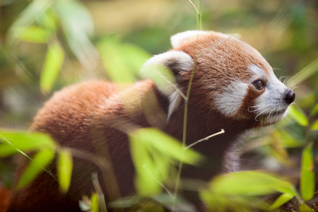美丽的红色熊猫在自然栖息地