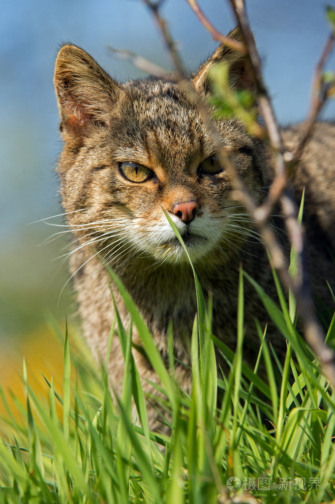 苏格兰野猫felissilvestrisgrampia