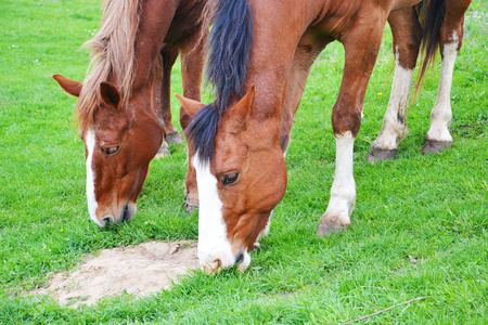 两匹棕色的马在草地上吃草