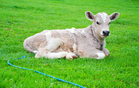 村小母牛在绿色草地上照片