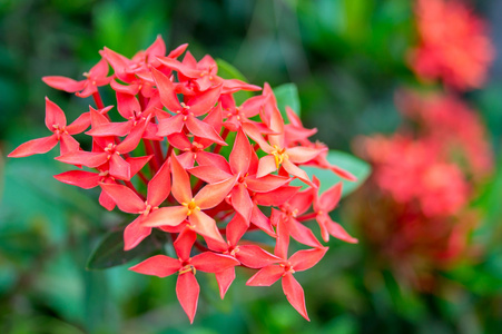 茜草科花