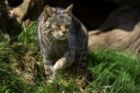 苏格兰野猫Felis Silvestris Grampia