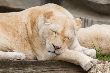 女性非洲白狮休息