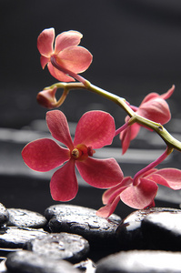 wspaniay orchidea