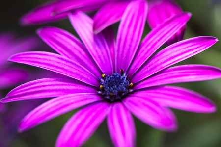 雏菊花