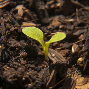 年轻植物新生命