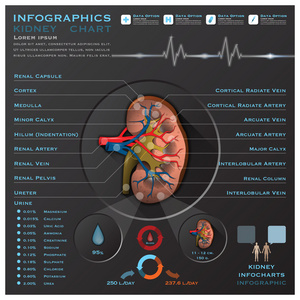 肾脏医疗信息图表 infochart