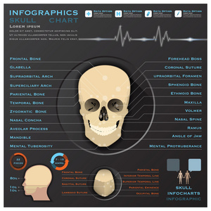 头骨人类头部的医疗信息图表 infochart