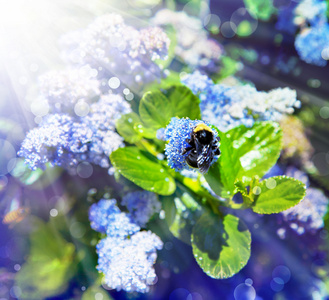 小小的蓝色花朵的背景