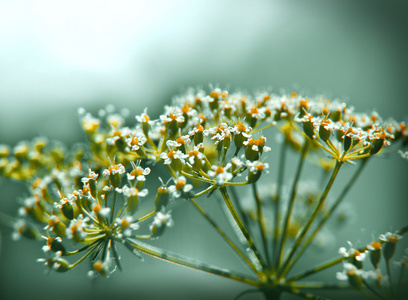 新鲜欧芹花