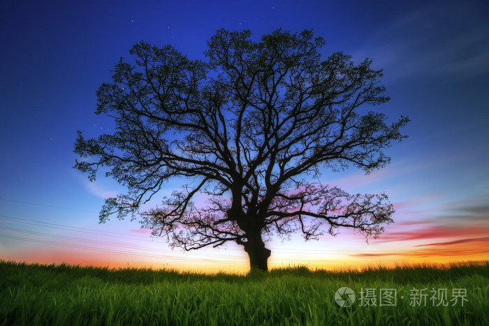 那棵大树剪影，夕阳射