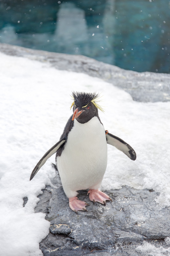 凤冠企鹅站在雪上