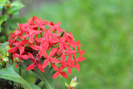 大自然中的仙丹花红色花朵