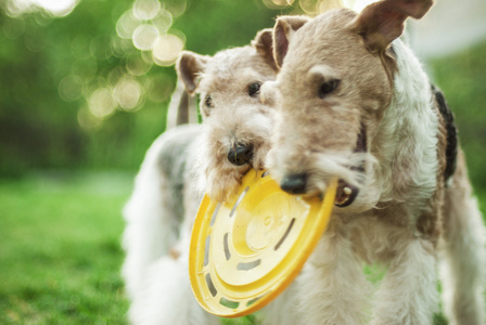 两个狗品种猎狐犬