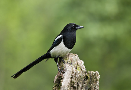 在 itatiaia 国家公园, 塞拉大 ma鸟(东方喜鹊知更鸟或天仙属)雌性黑