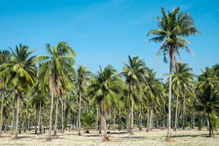 椰子农场