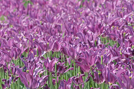 紫春郁金香