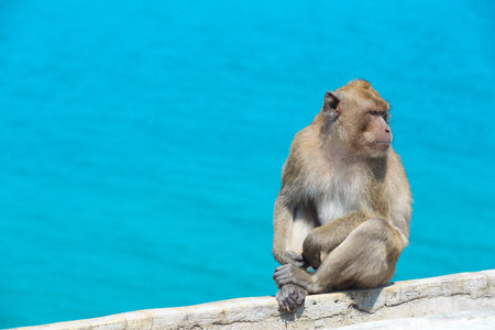 泰国猴子在海上