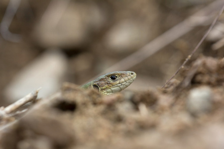 年轻的翠绿色蜥蜴在保加利亚