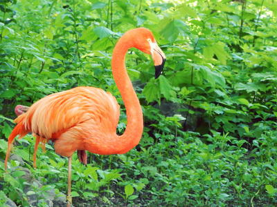 粉红色的火烈鸟在树林里