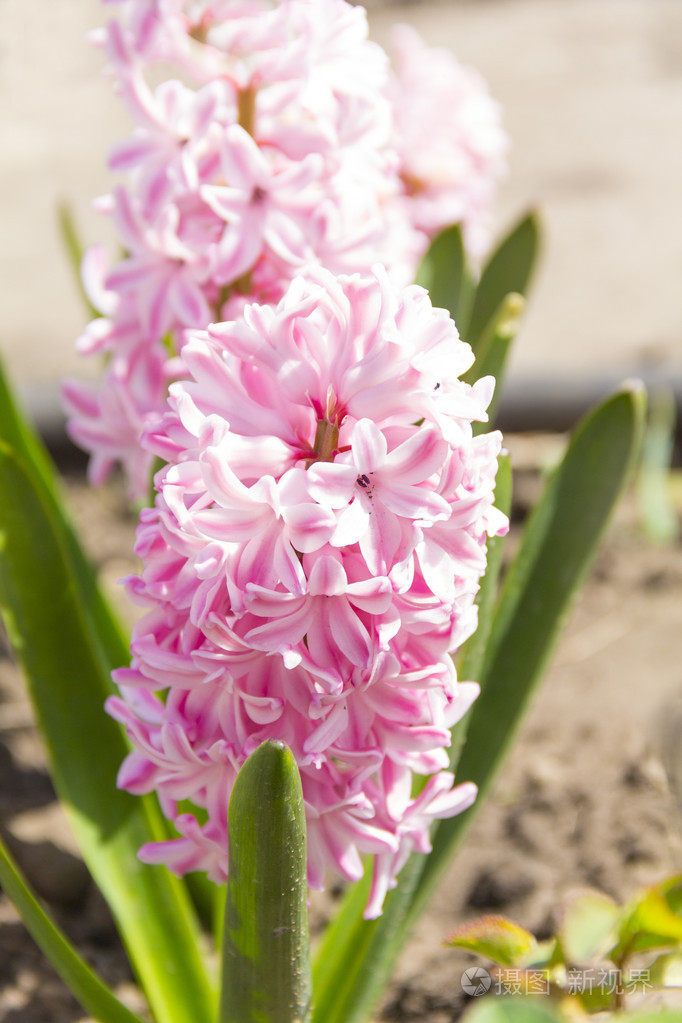 粉色风信子特写