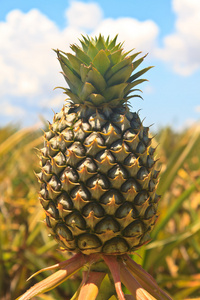 菠萝热带水果