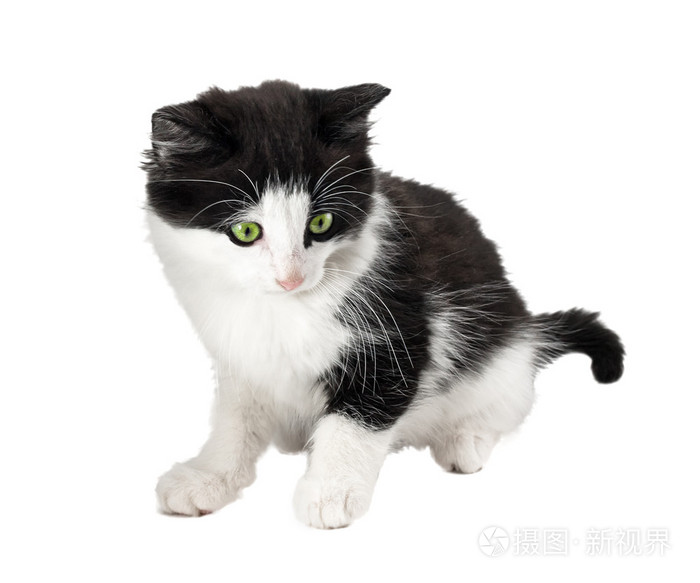 美丽的黑色和白色小猫