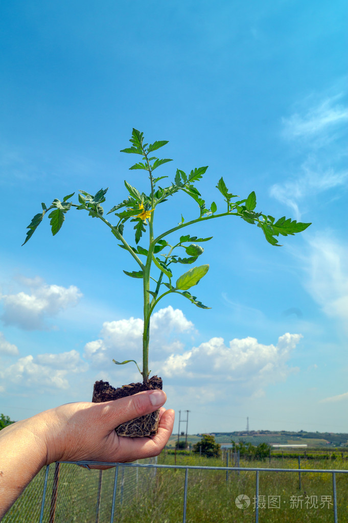 小树枝的番茄植株开花在晴朗的一天